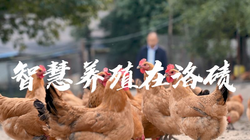 分子生物学试剂盒：操作流程解析与关键要点**